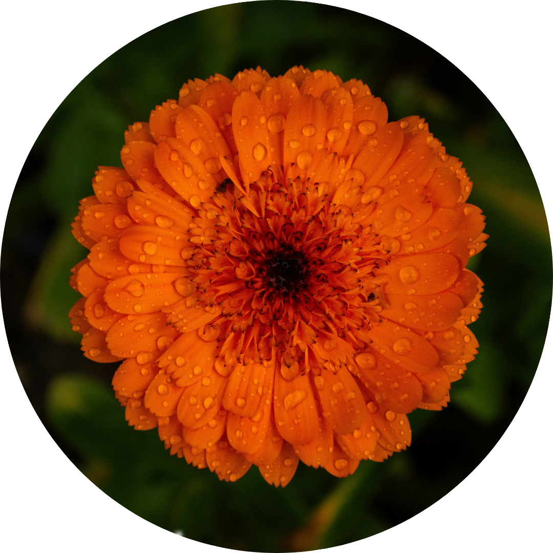 Logo of a flower